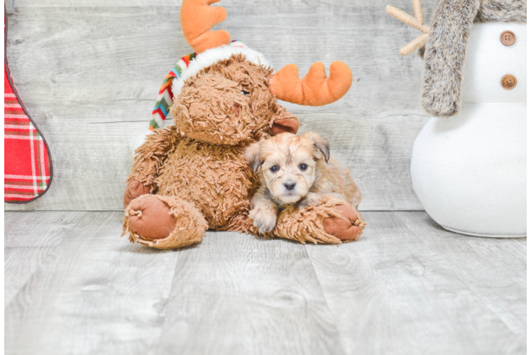 Fluffy Morkie Designer Pup