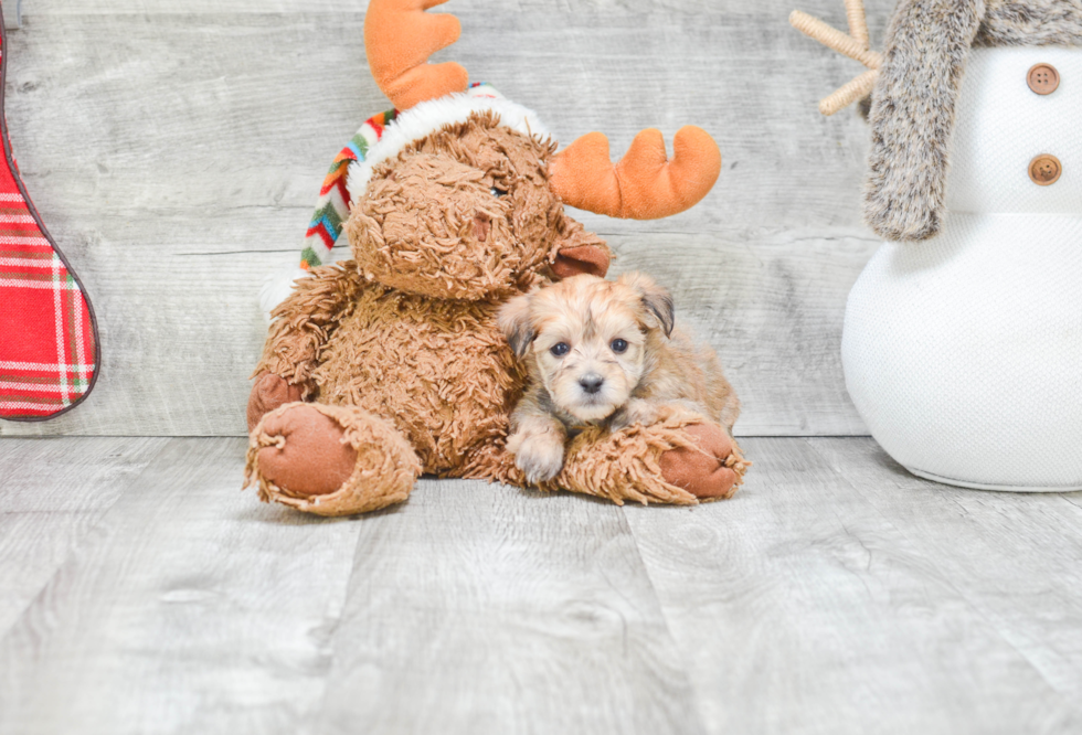 Fluffy Morkie Designer Pup