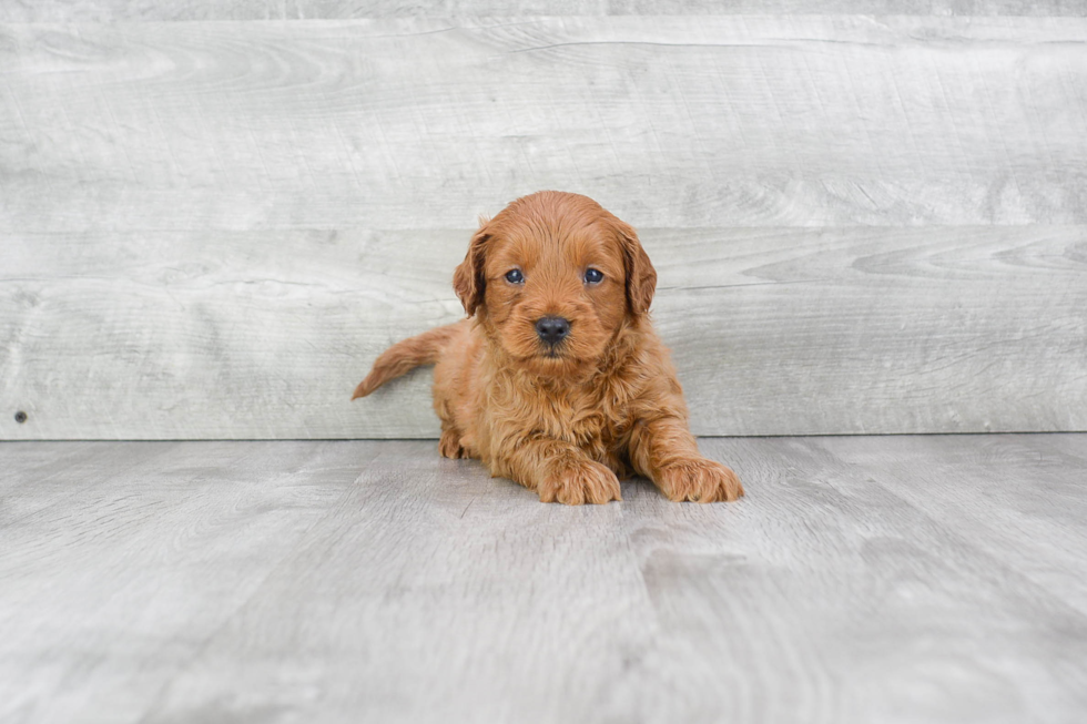 Mini Goldendoodle Pup Being Cute