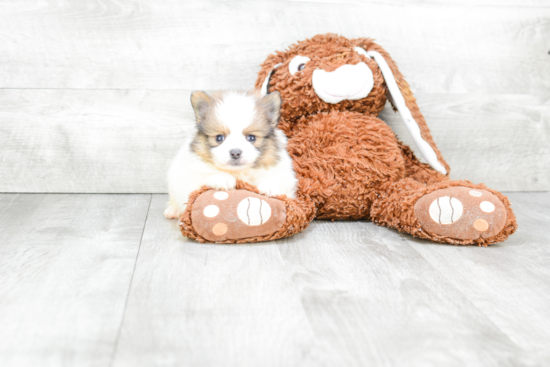 Pomeranian Puppy for Adoption