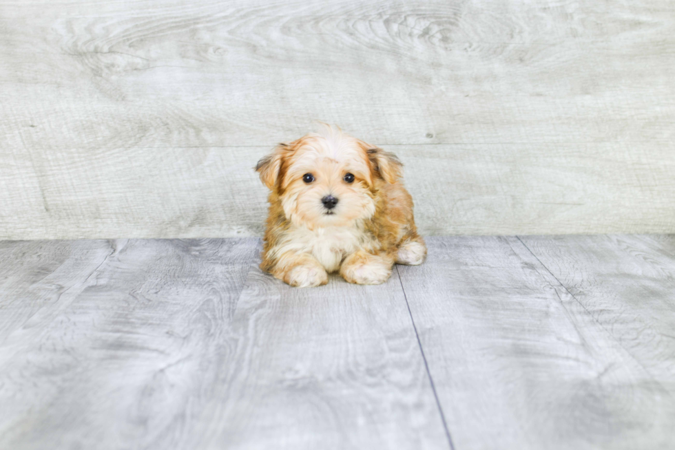 Little Yorkie Designer Puppy