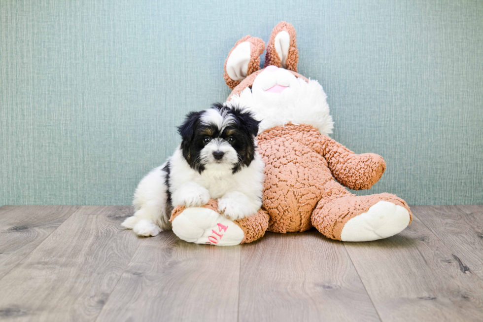 Best Teddy Bear Baby