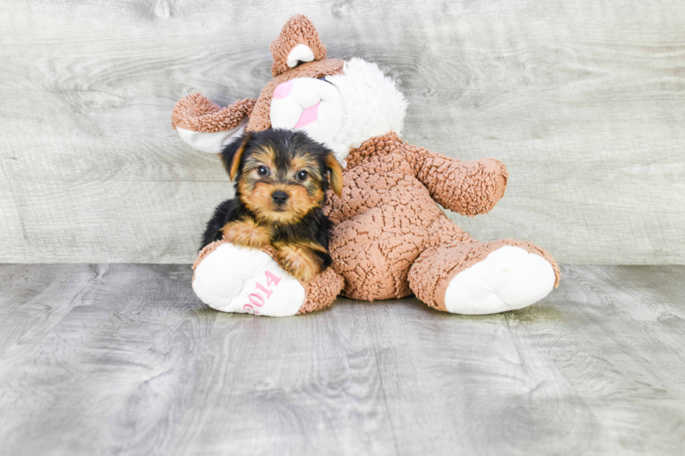 Meet Snickers - our Yorkshire Terrier Puppy Photo 