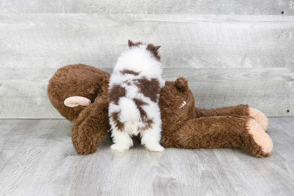 Best Pomeranian Baby