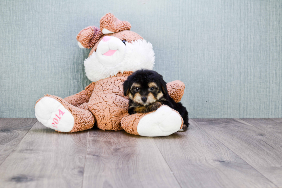 Morkie Puppy for Adoption