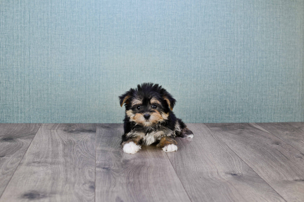 Smart Morkie Designer Pup