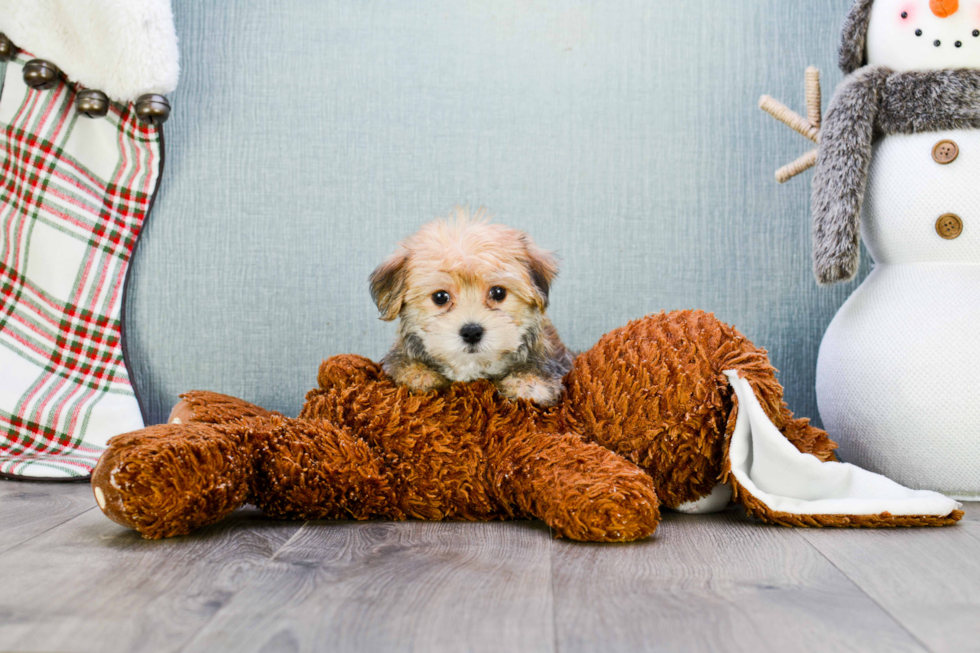 Little Yorkie Designer Puppy