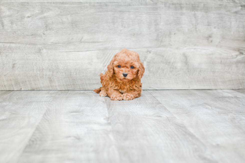 Cavapoo Pup Being Cute