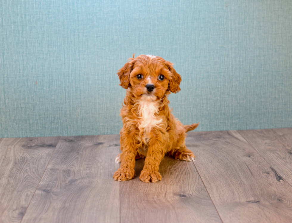Cavapoo Pup Being Cute