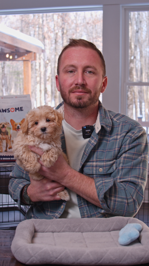 Premier Pups Maltipoo Puppies really are one of our easiest first time puppy picks Trending Video