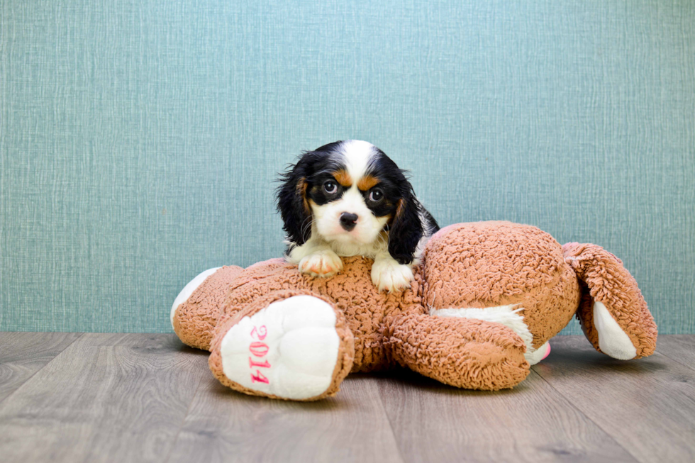 Funny Cavalier King Charles Spaniel Baby