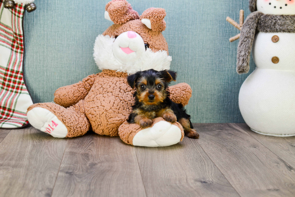 Meet Steph - our Yorkshire Terrier Puppy Photo 