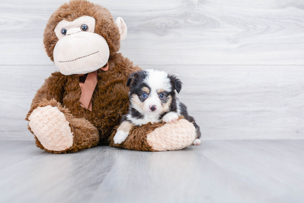 Mini Aussiedoodle Pup Being Cute