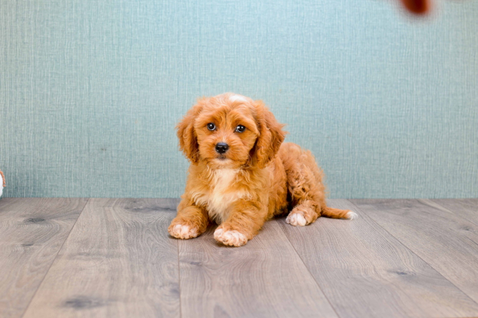 Cavapoo Puppy for Adoption