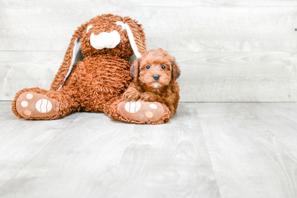 Best Yorkie Poo Baby