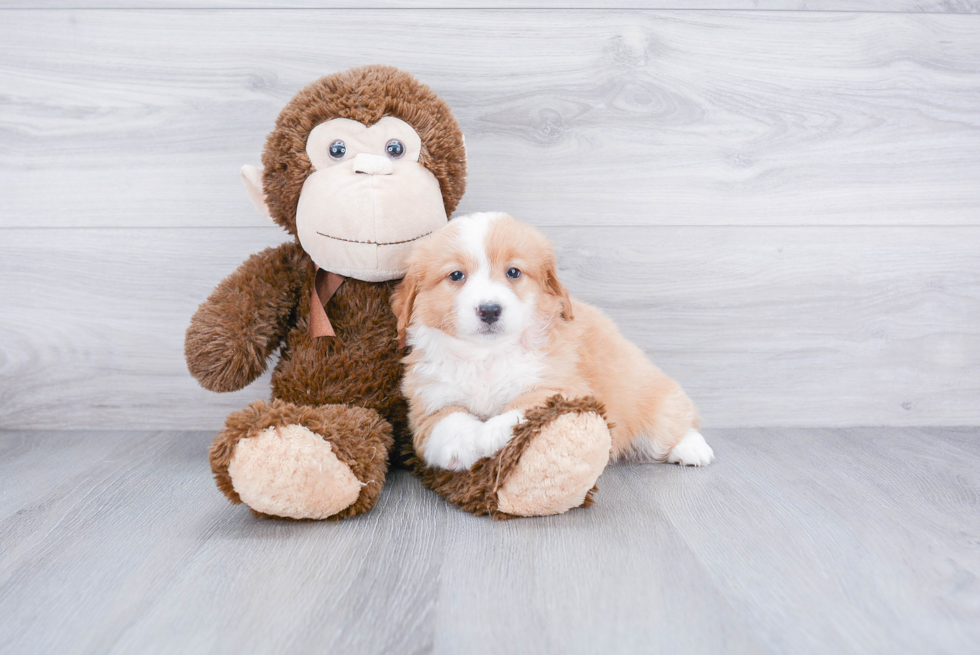 Mini Bernedoodle Pup Being Cute
