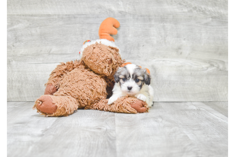 Teddy Bear Pup Being Cute