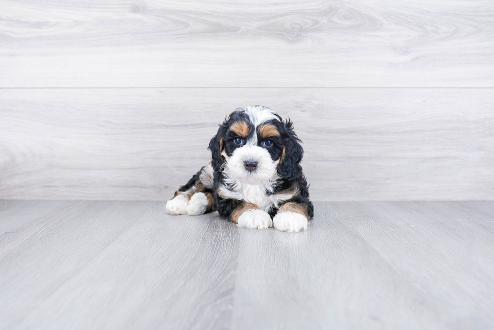 Petite Mini Bernedoodle Poodle Mix Pup
