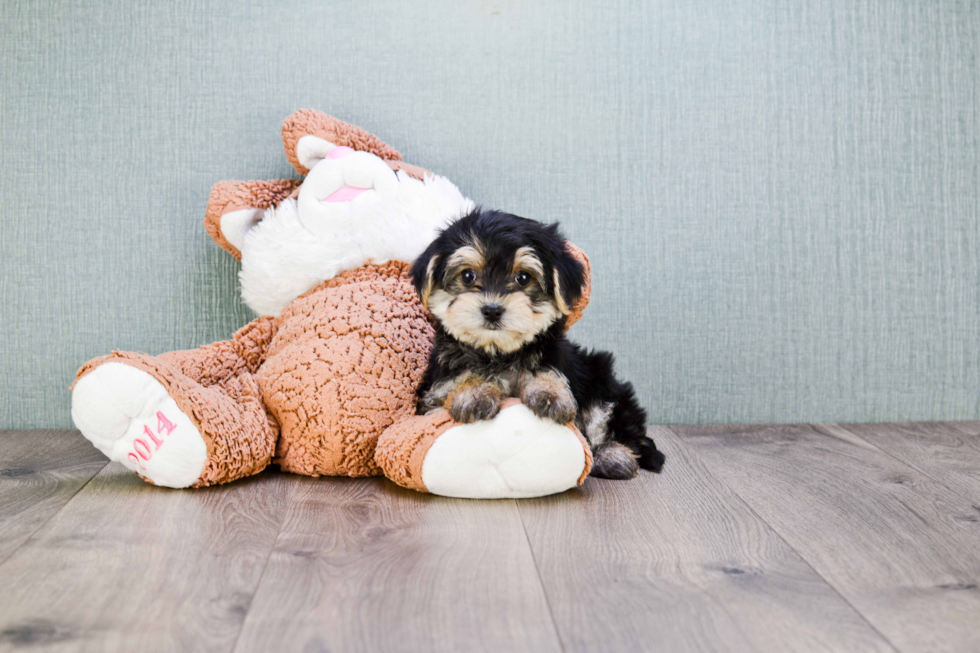 Best Morkie Baby