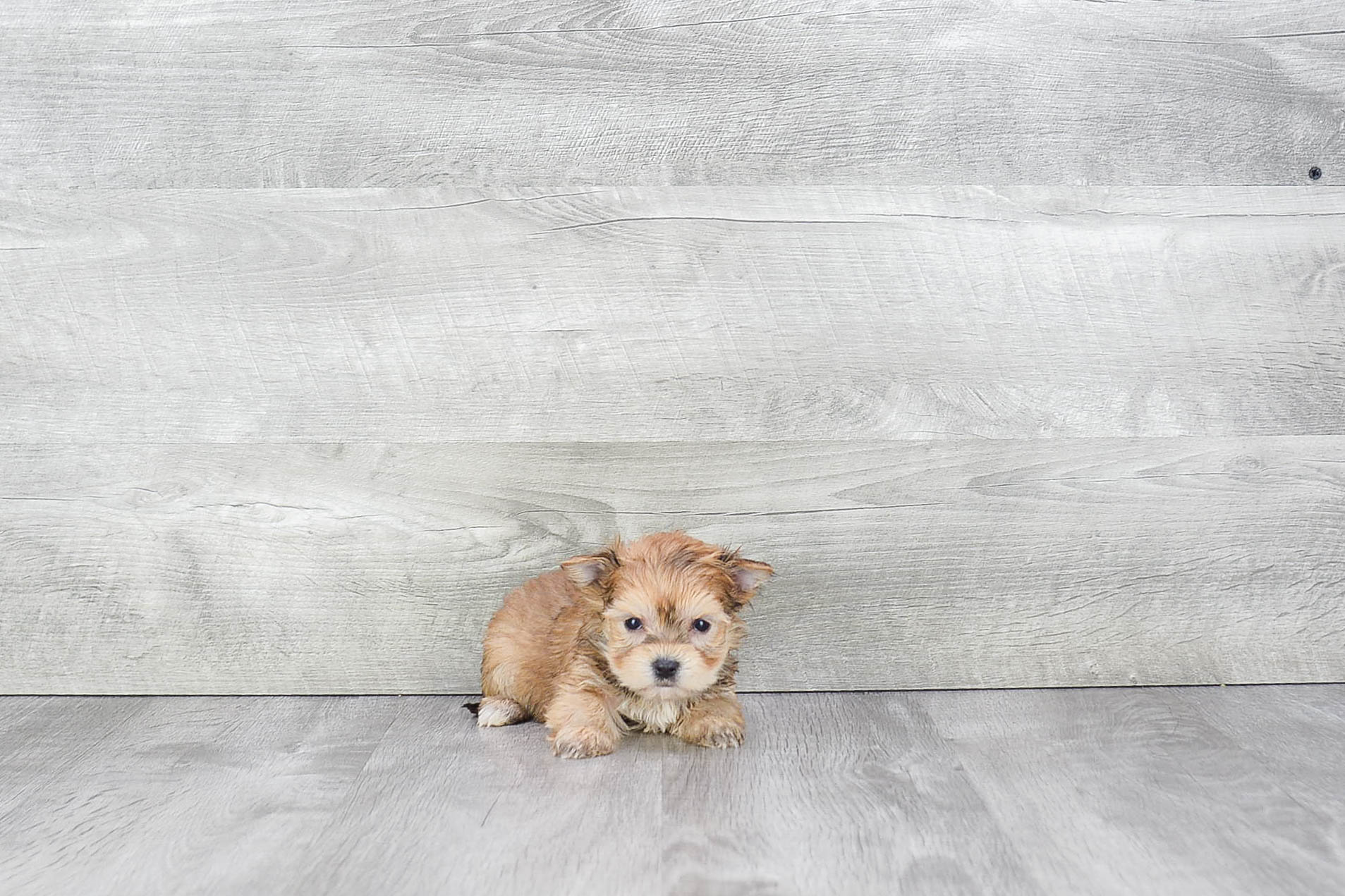 Best Morkie Baby