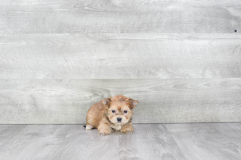 Best Morkie Baby