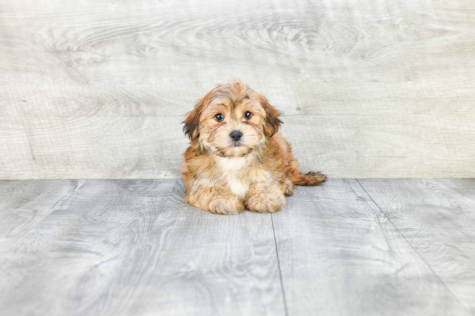 Morkie Puppy for Adoption