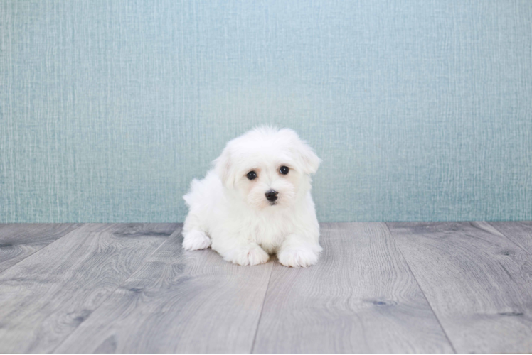 Small Maltese Purebred Pup