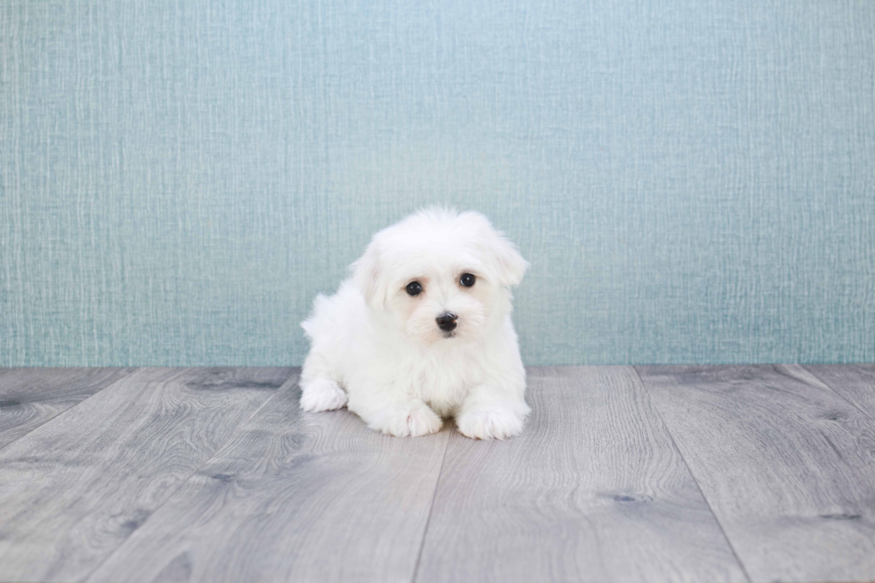 Small Maltese Purebred Pup