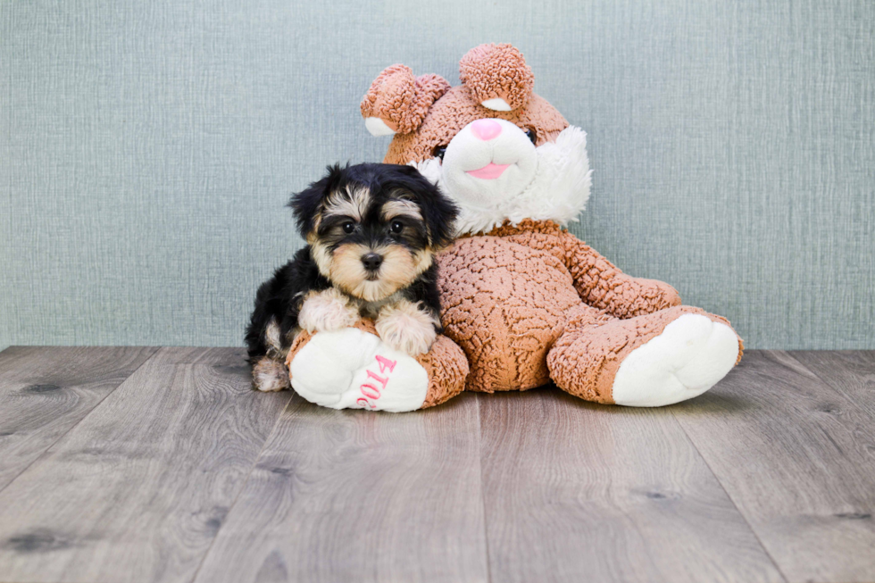 Morkie Pup Being Cute