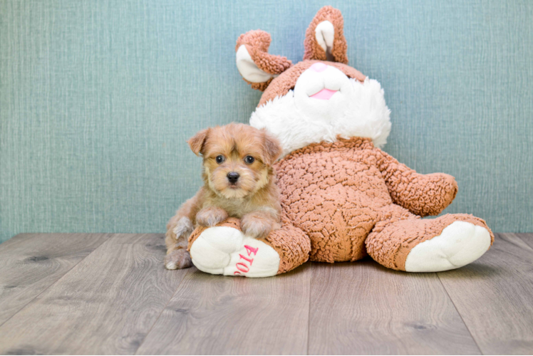 Morkie Puppy for Adoption