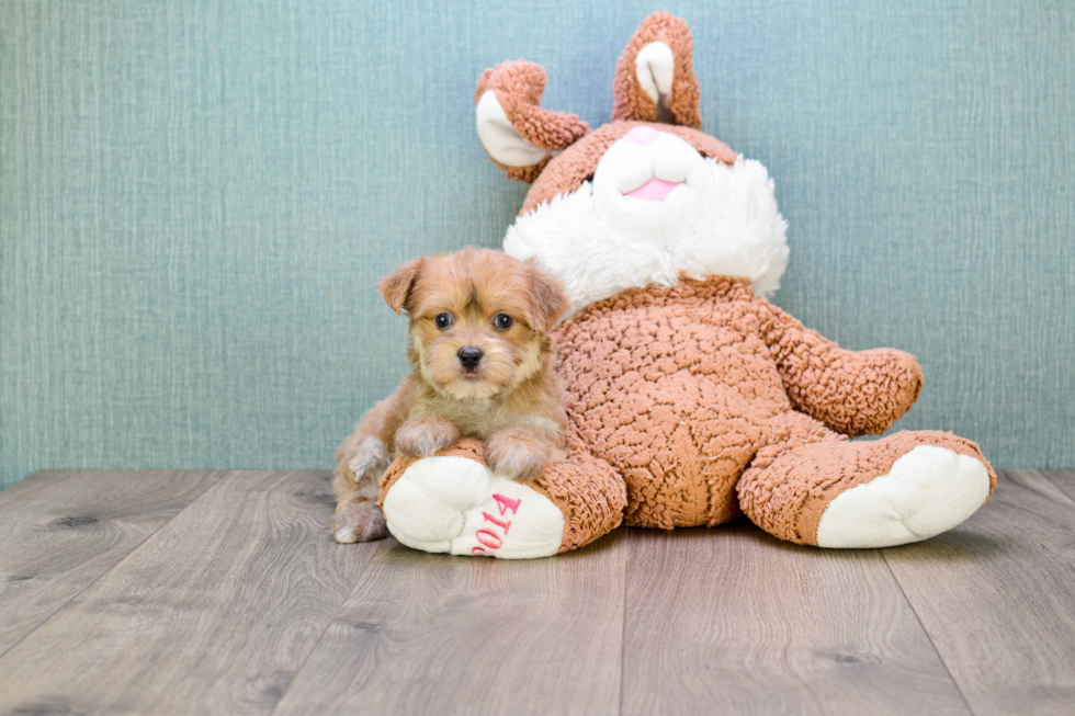 Morkie Puppy for Adoption