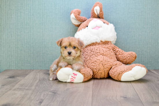 Morkie Puppy for Adoption