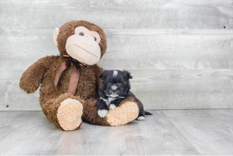 Funny Morkie Designer Pup
