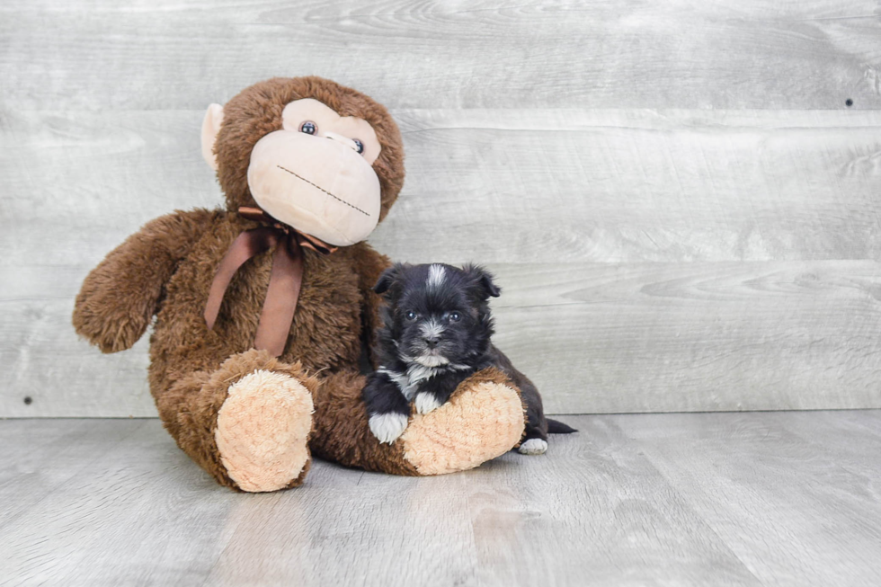 Funny Morkie Designer Pup