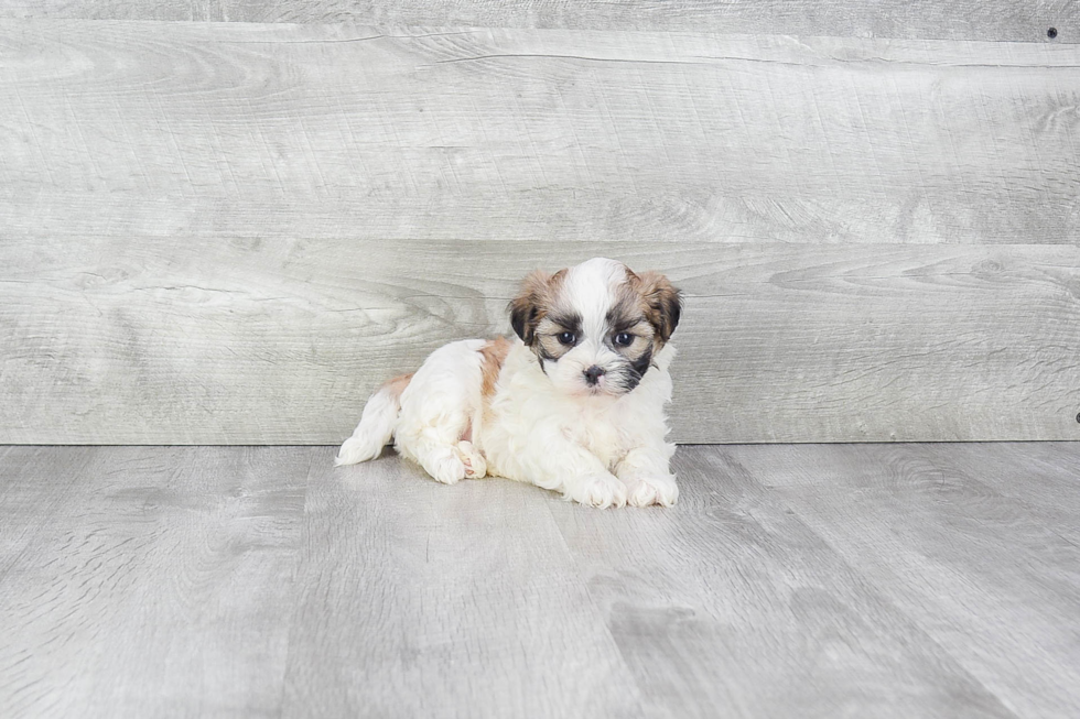 Petite Teddy Bear Designer Pup