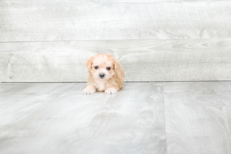 Morkie Puppy for Adoption