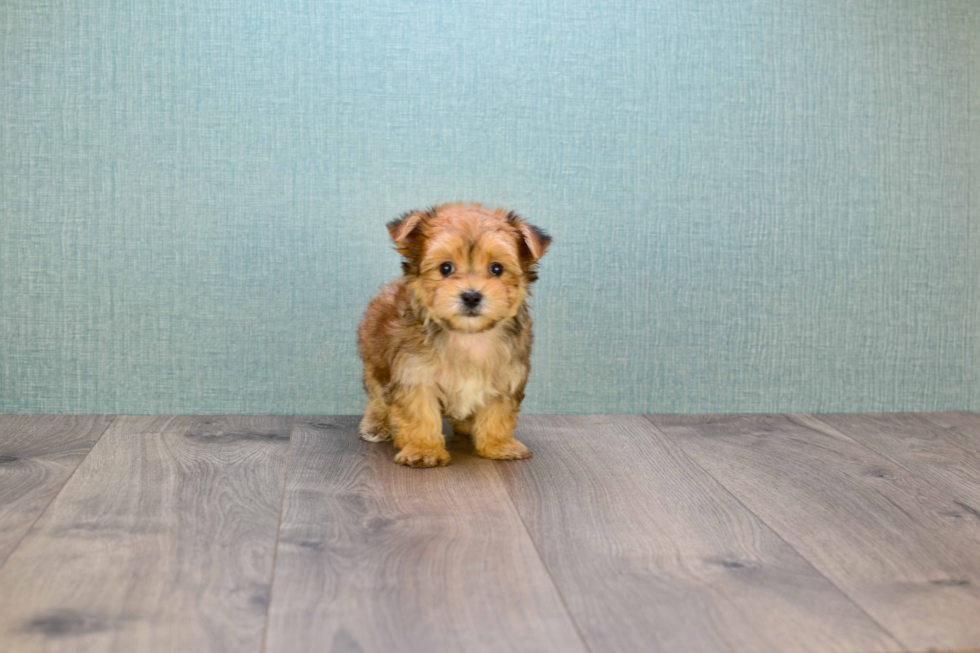 Playful Yorkie Designer Puppy
