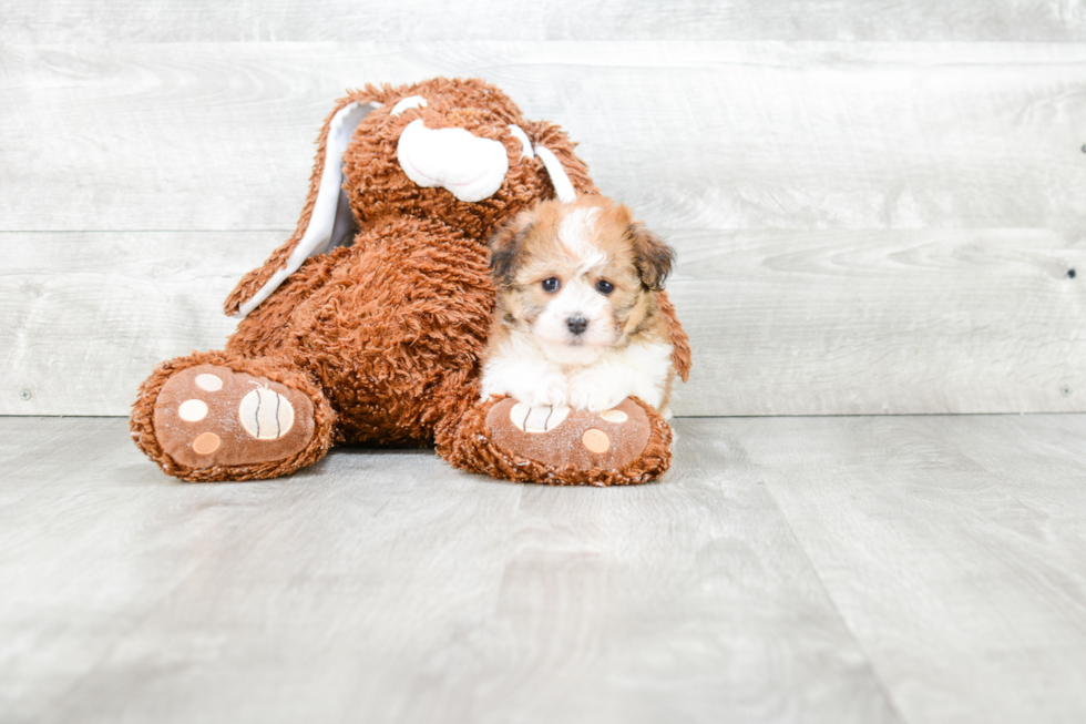 Havanese Puppy for Adoption