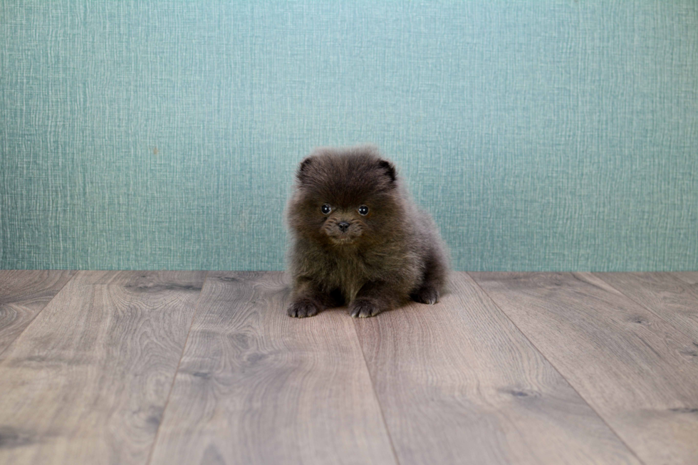 Pomeranian Pup Being Cute