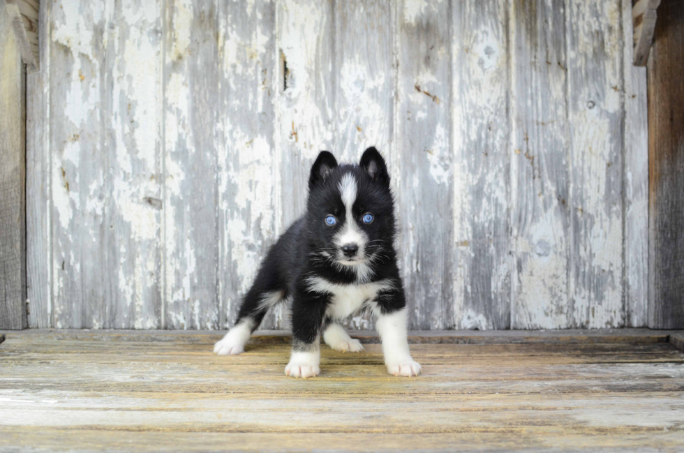 Pomsky Pup Being Cute