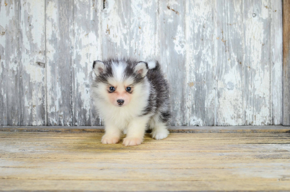 Small Pomsky Baby