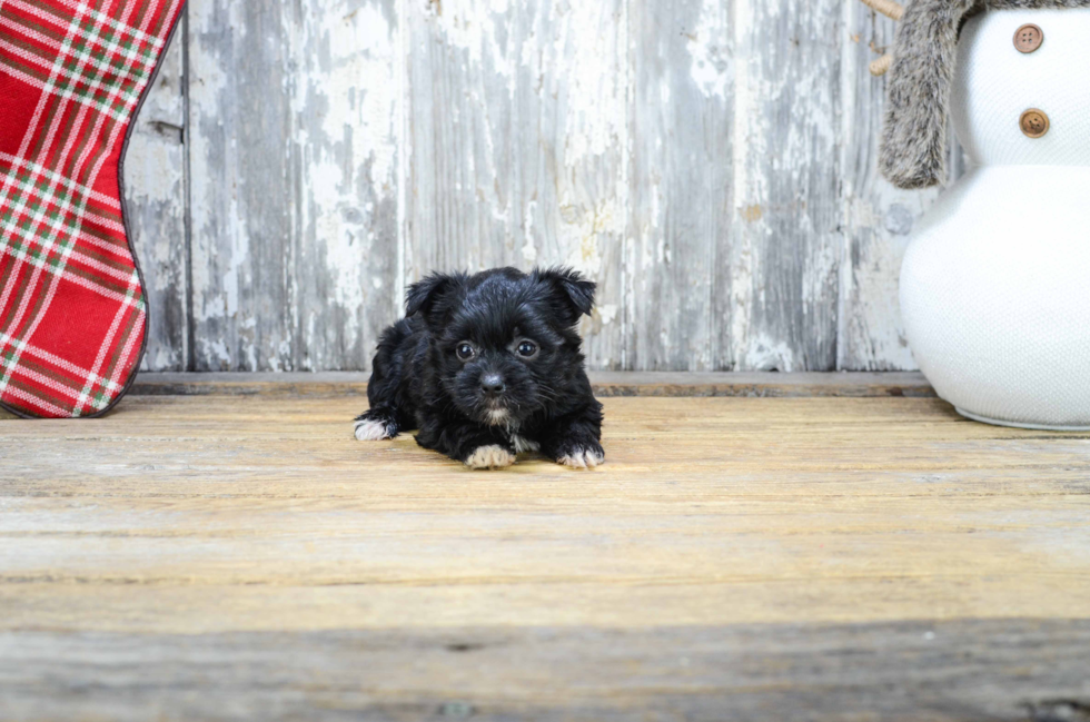 Funny Yorkie Poo Poodle Mix Pup