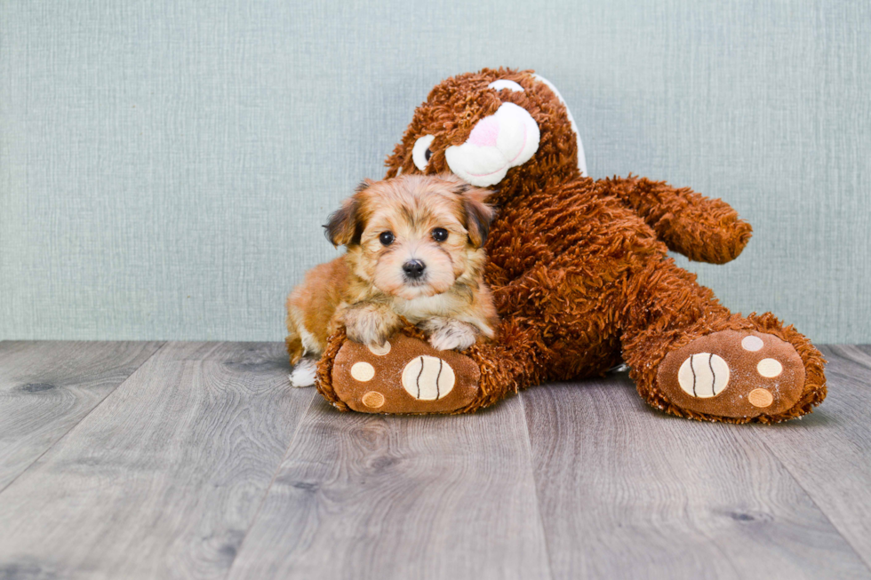 Smart Morkie Designer Pup