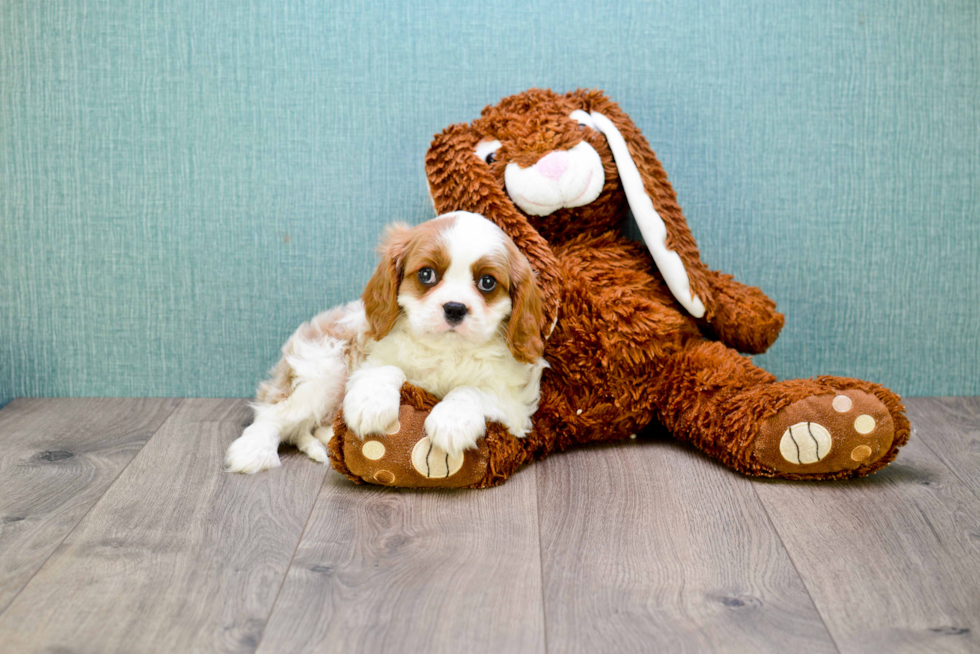 Petite Cavalier King Charles Spaniel Purebred Puppy