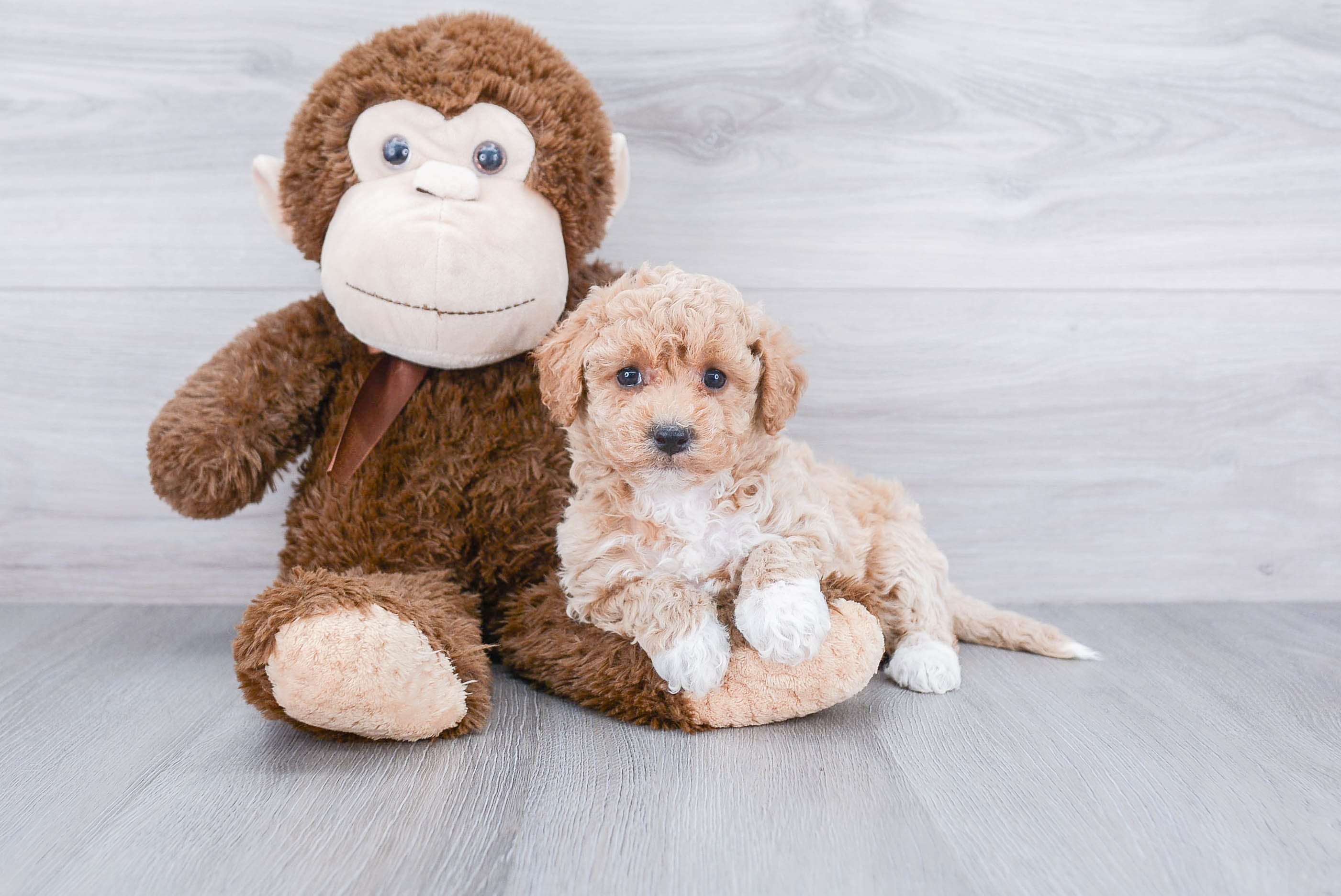 Maltipoo Pup Being Cute