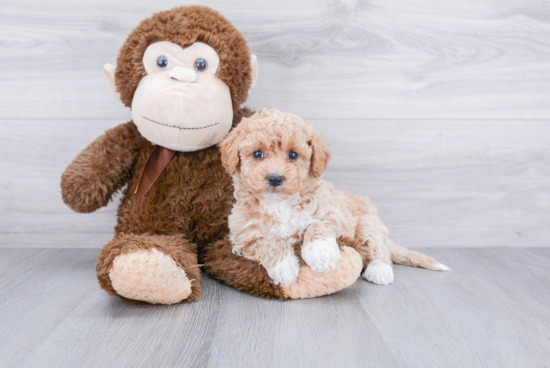 Maltipoo Pup Being Cute