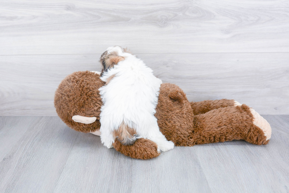 Playful Shi Chon Designer Puppy