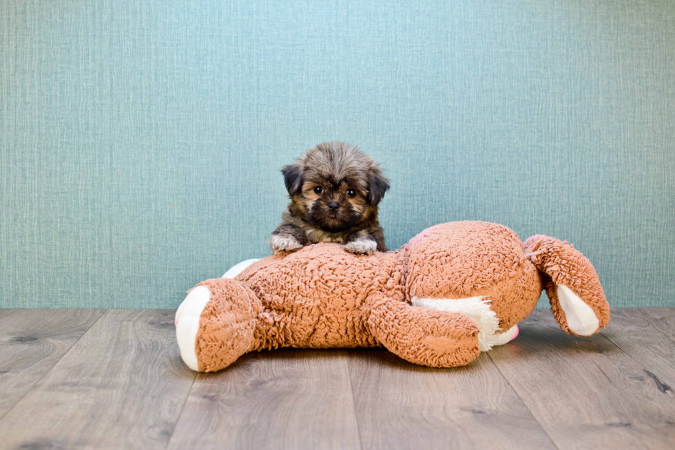 Best Teddy Bear Baby