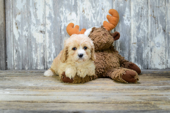 Cavachon Pup Being Cute