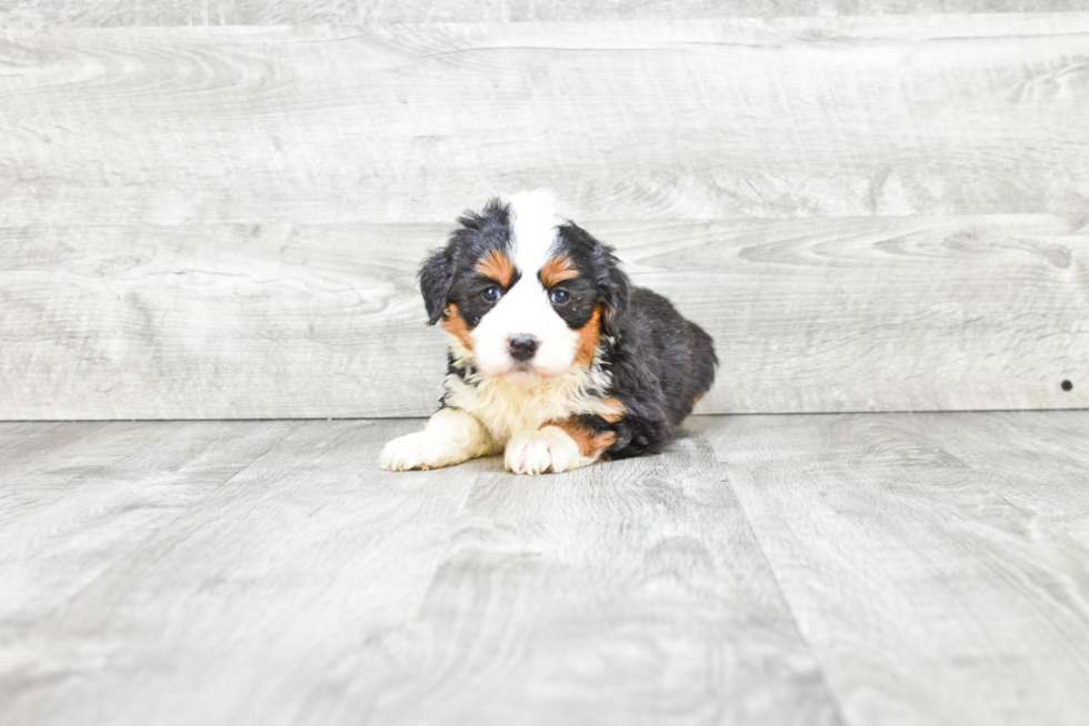 Mini Bernedoodle Puppy for Adoption